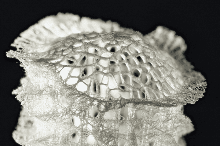 white floral sea sponge against black background