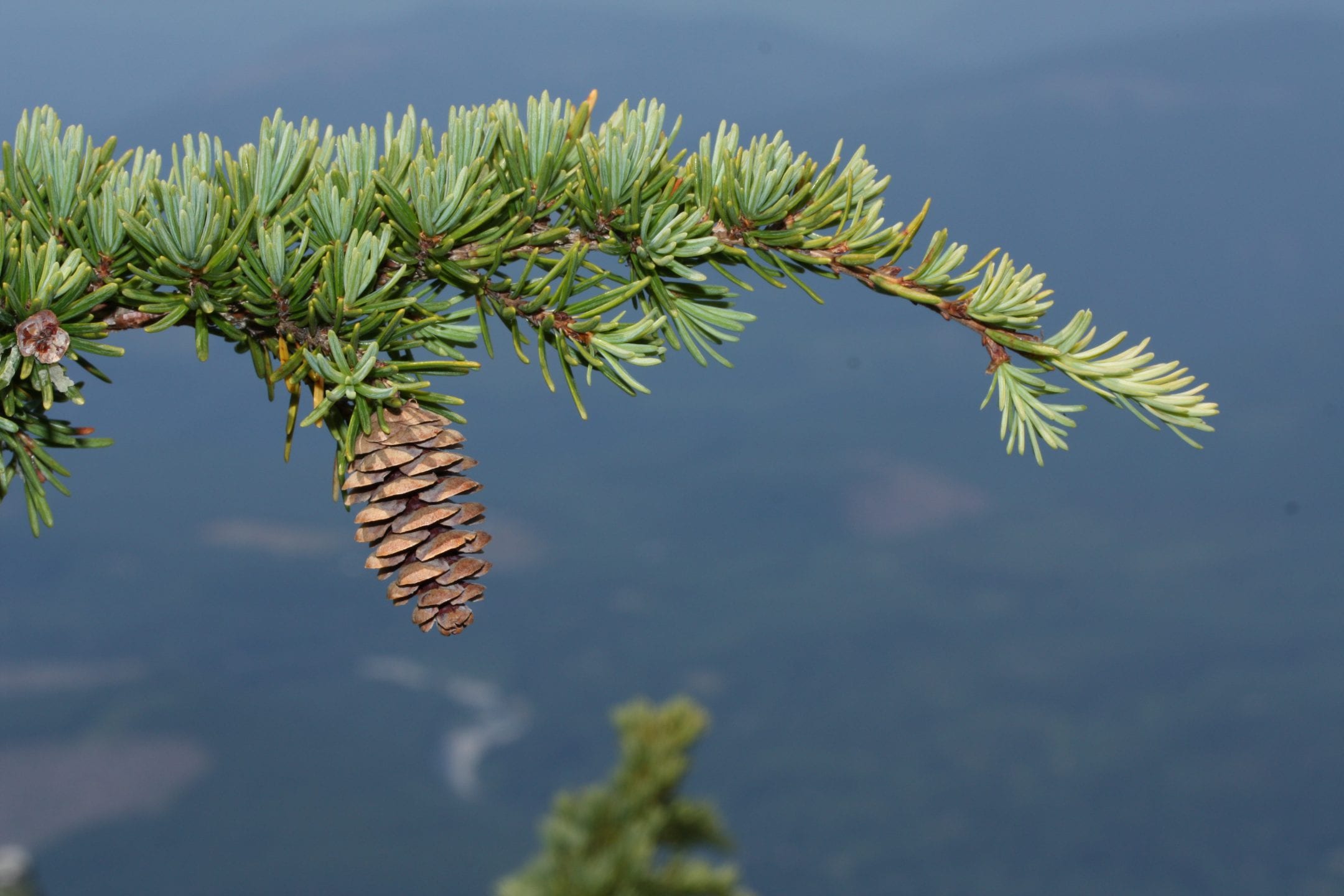 the green branch of a pine tree with a small brown pinecone hanging from it, a large valley in the distance