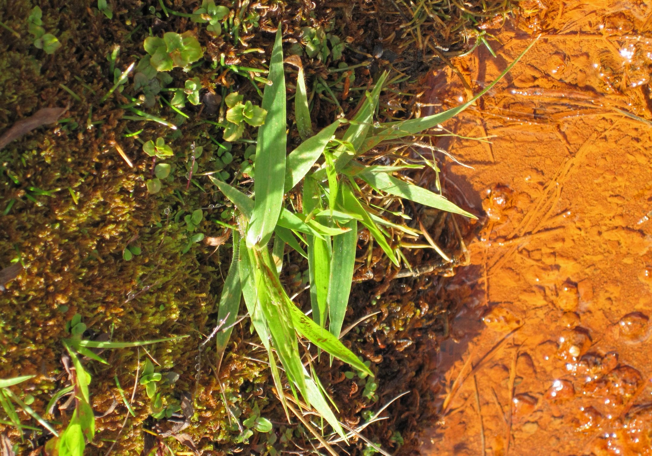 Relationship Provides Thermal Protection — Biological Strategy — AskNature