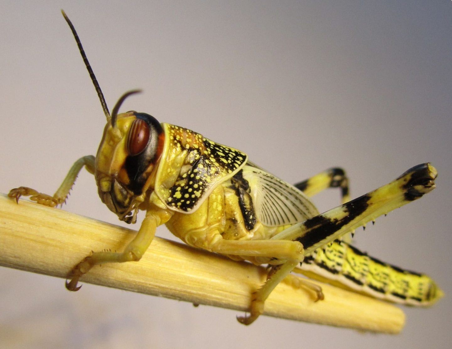 Close-up view of desert locust, Schistocerca gregaria, subadult from front
