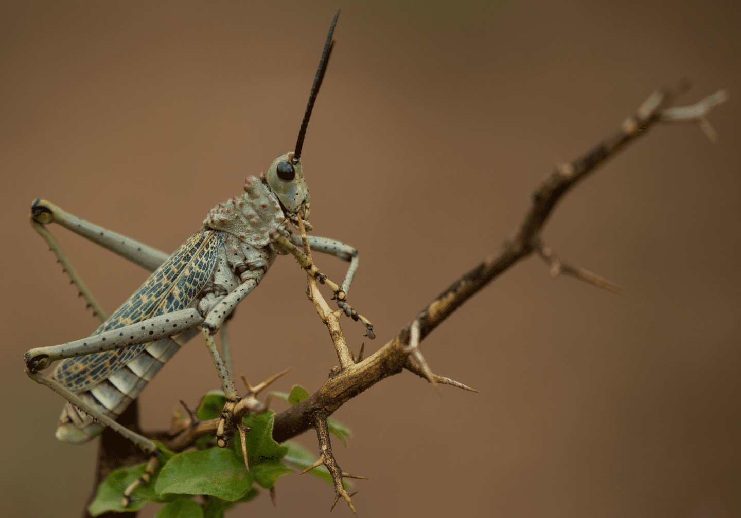 green locust on a tree limb