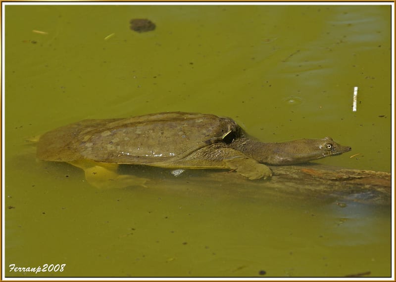 Chinese soft-shelled turtle — AskNature