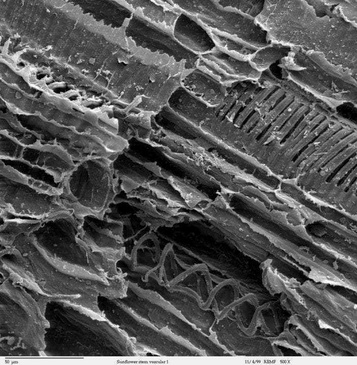 Fibers Reinforce Hydrostatic Structures — Biological Strategy — AskNature