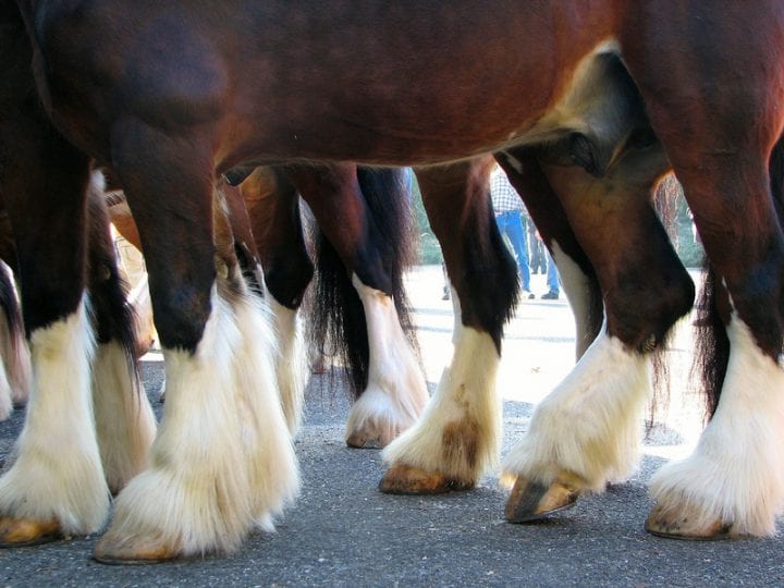 Hooves Resist Cracking — Biological Strategy — AskNature