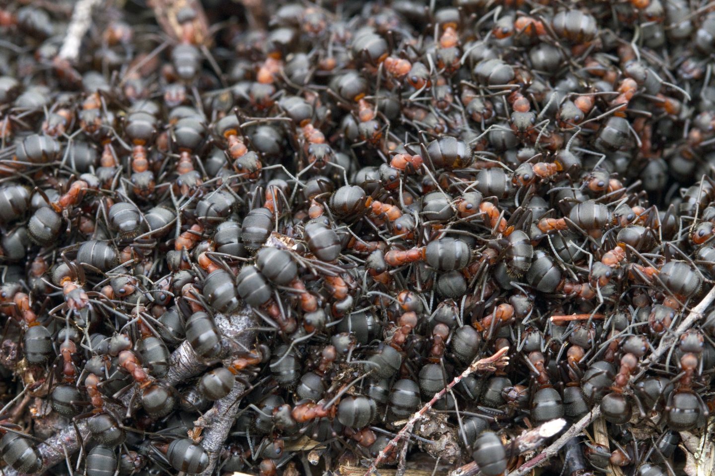 dozens of dark rust and black colored ants are piled on top of each other