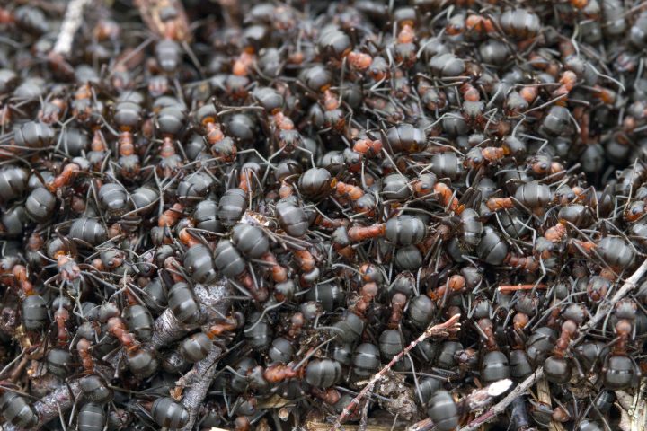 dozens of dark rust and black colored ants are piled on top of each other