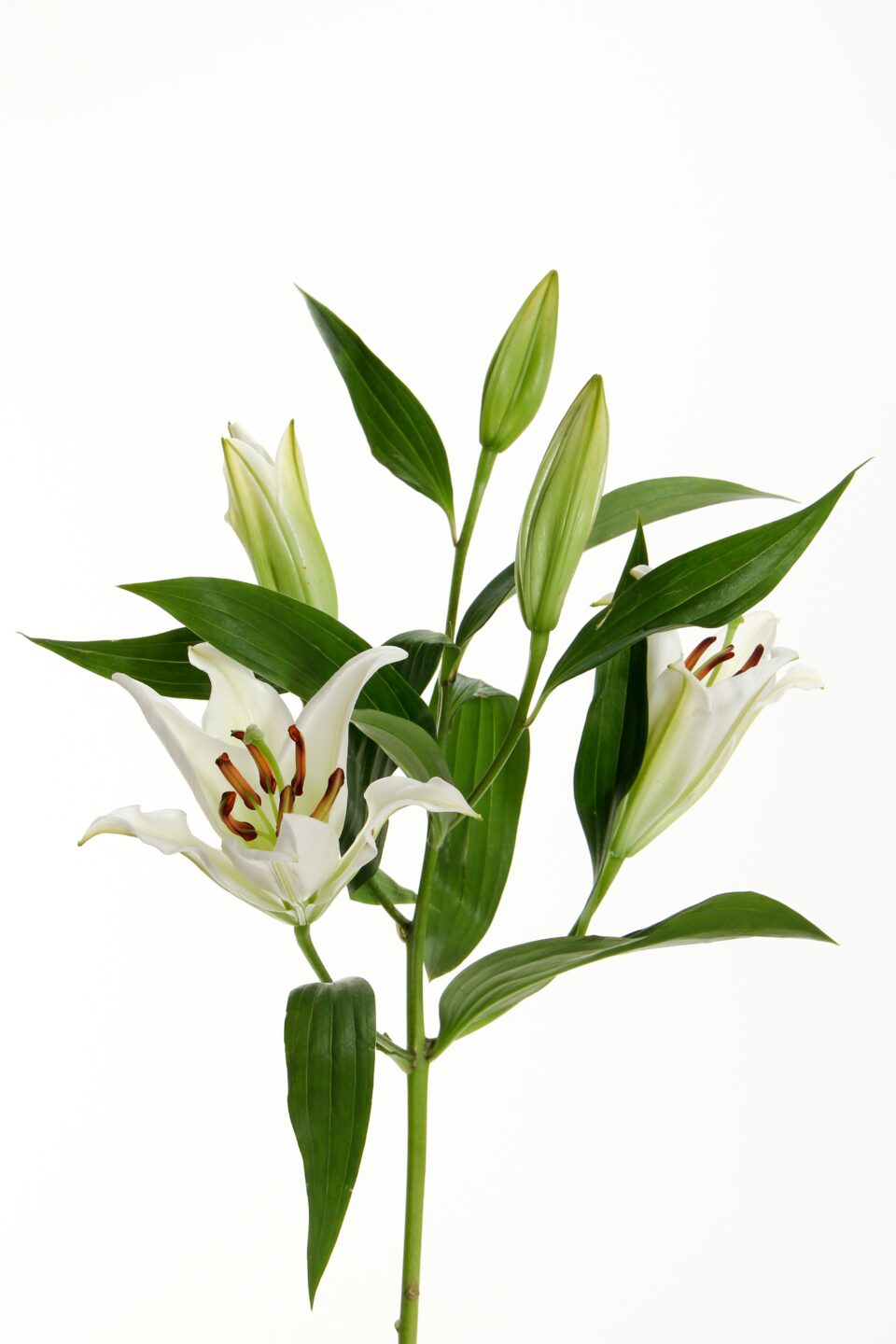 A view of white lilies