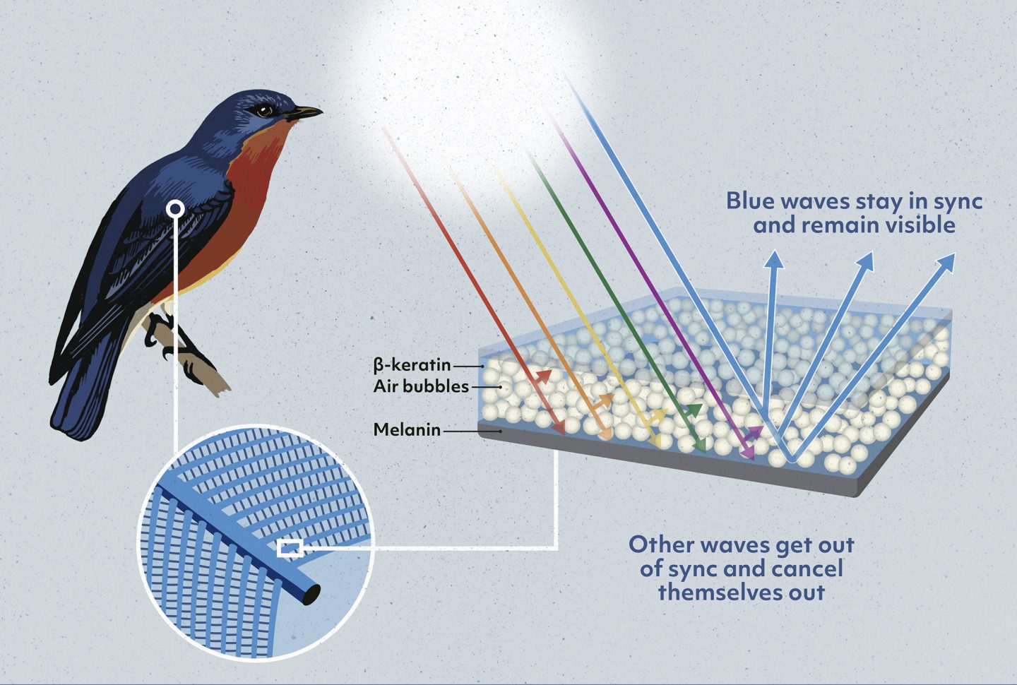 How Birds Create a Blue That Never Fades — Biological Strategy — AskNature