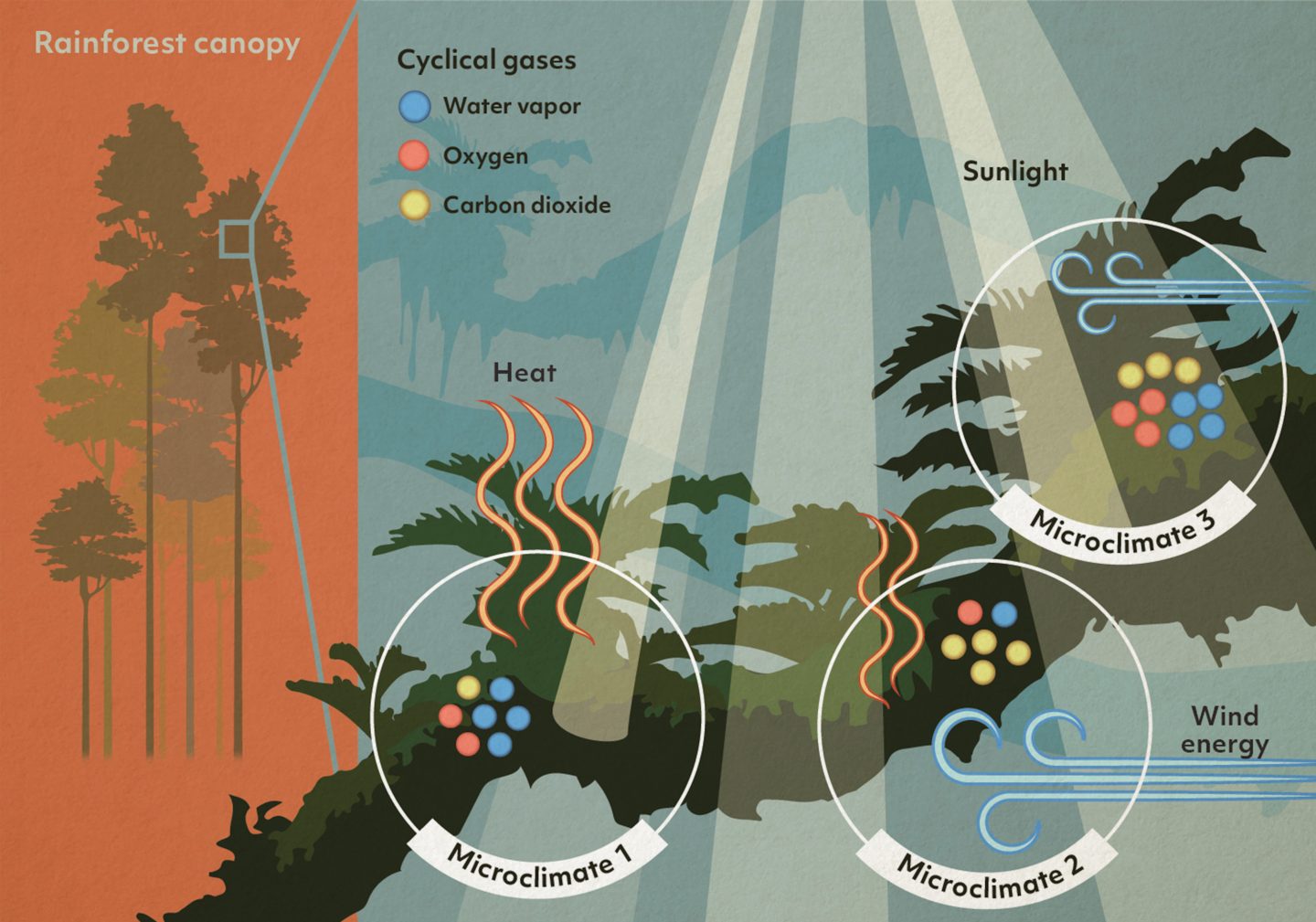 Illustration showing microclimates within a tree canopy