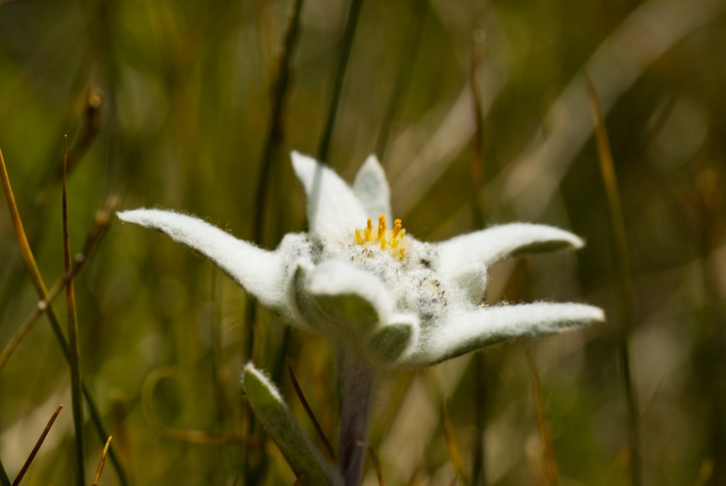 Edelweiss flower with hairs