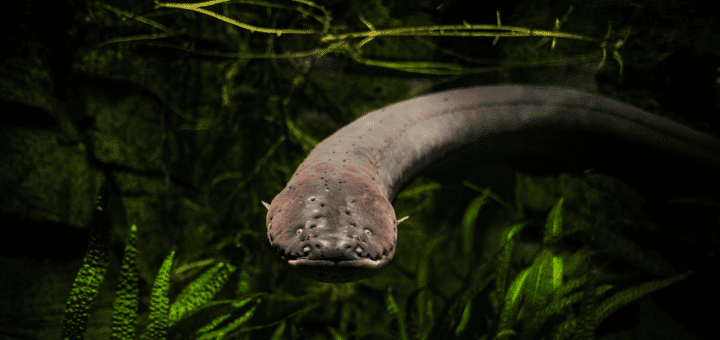 a slithery fish faces the camera underwater