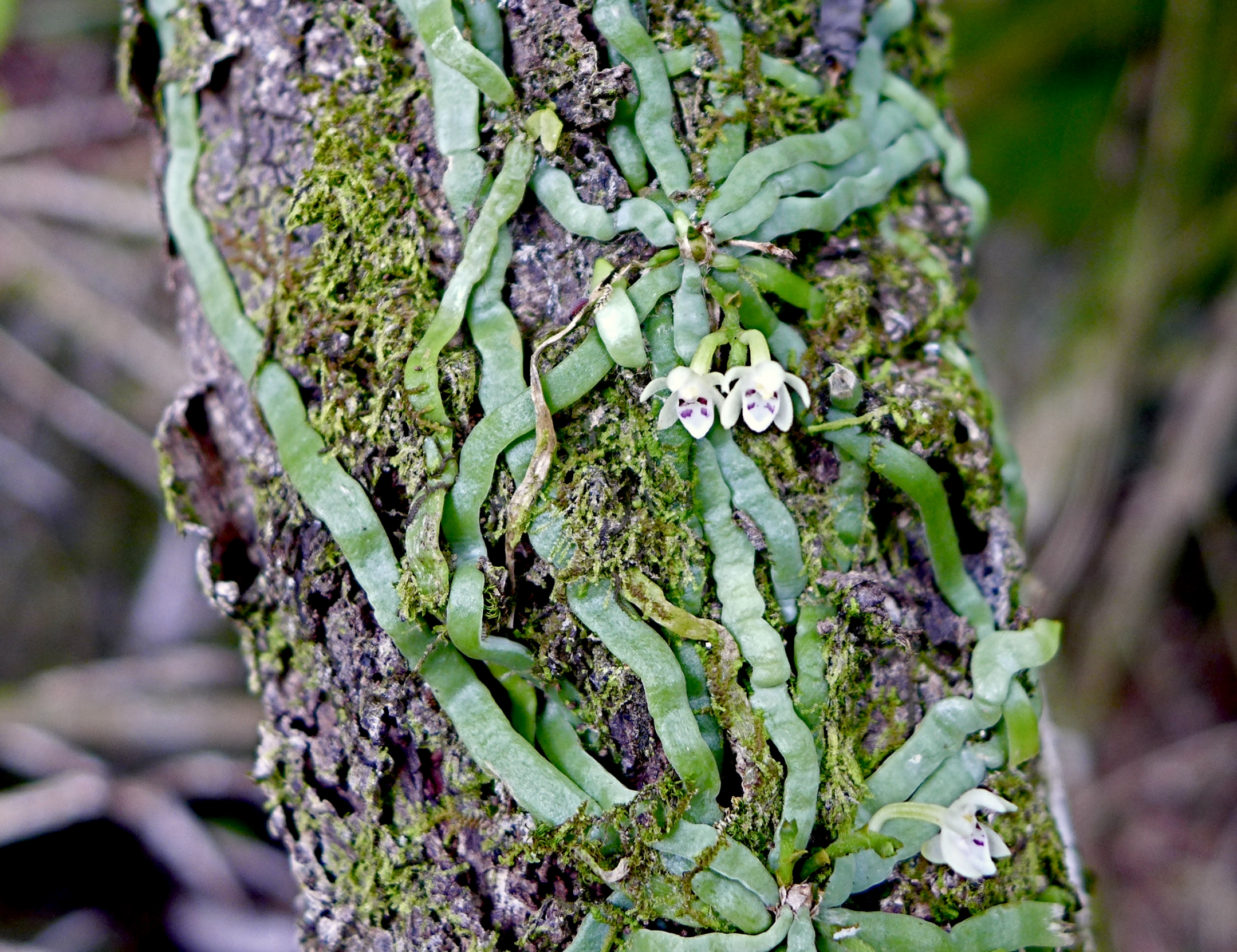 Ribbon-like Roots Absorb Moisture — Biological Strategy — AskNature