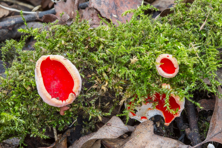 bright scarlet fungus grows on a tree trunk covered in moss in a wooded area