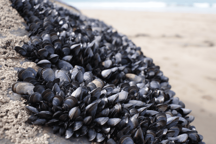 photograph of black and grey mussels