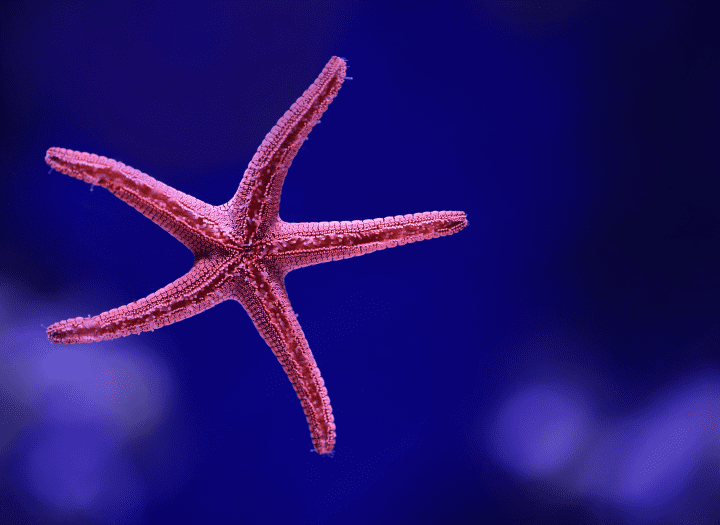 photograph of pink starfish underwater suctioned onto glass
