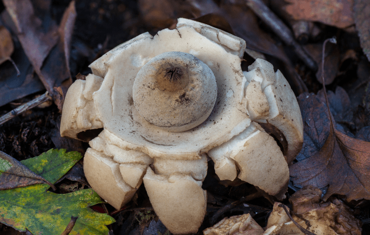 close up photograph of white fungi in the ground
