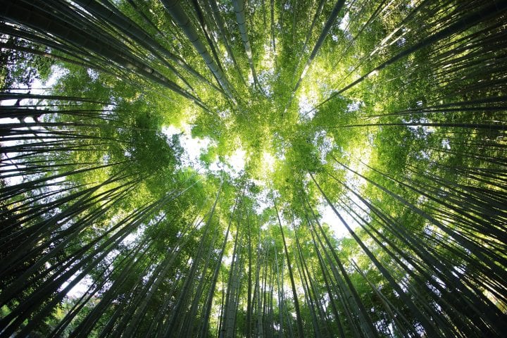 worms eye view of a canopy of bamboo leaves