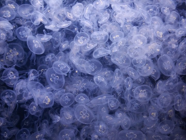 many white transparent moon jellyfish fill the frame against a dark blue background