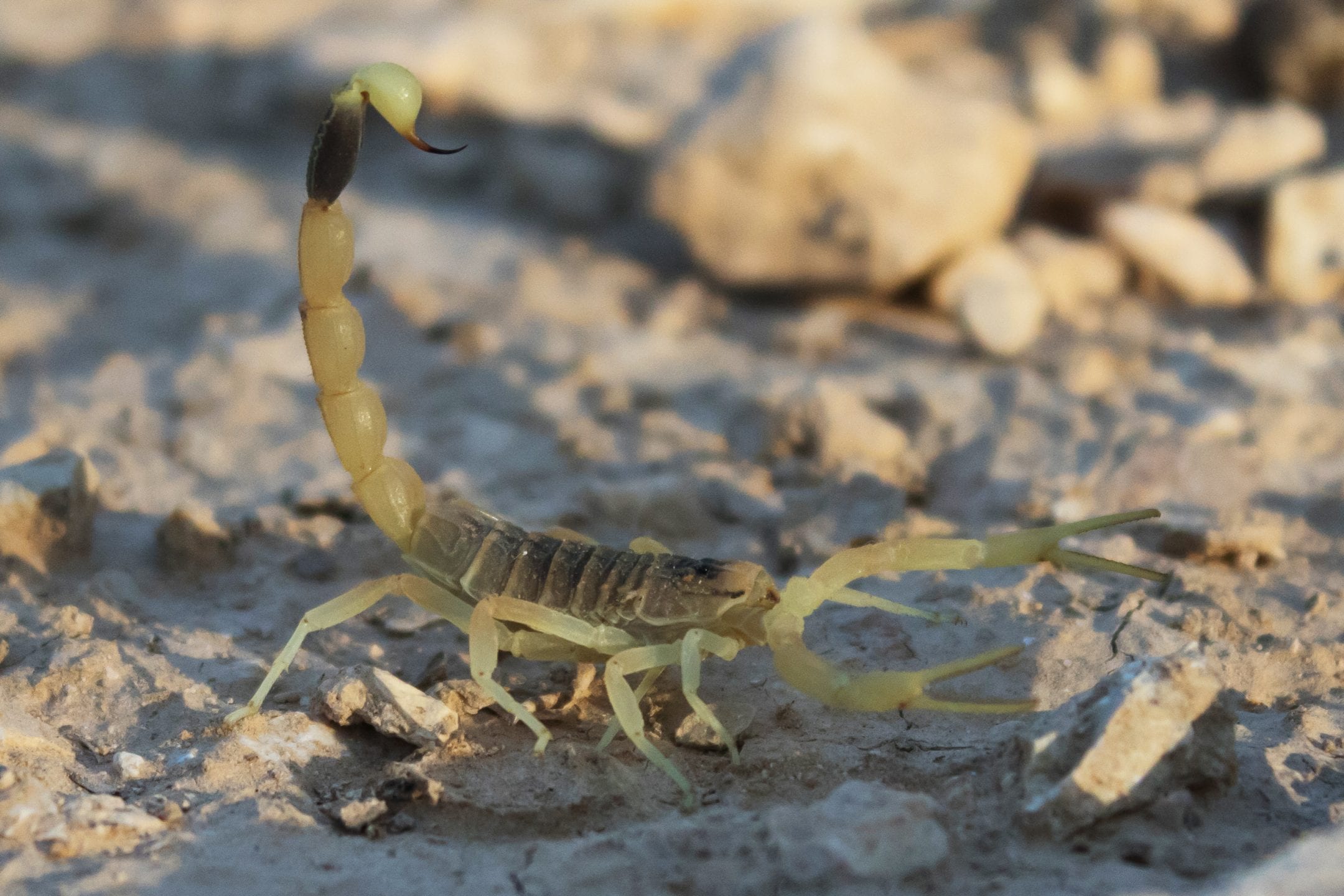 Figurine Wargame "Scorpion Des Sables" - Série Dynasties Immortelles - Neuf
