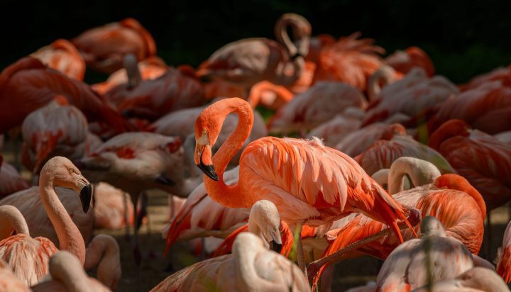 pink flamingos gather in moody lighting