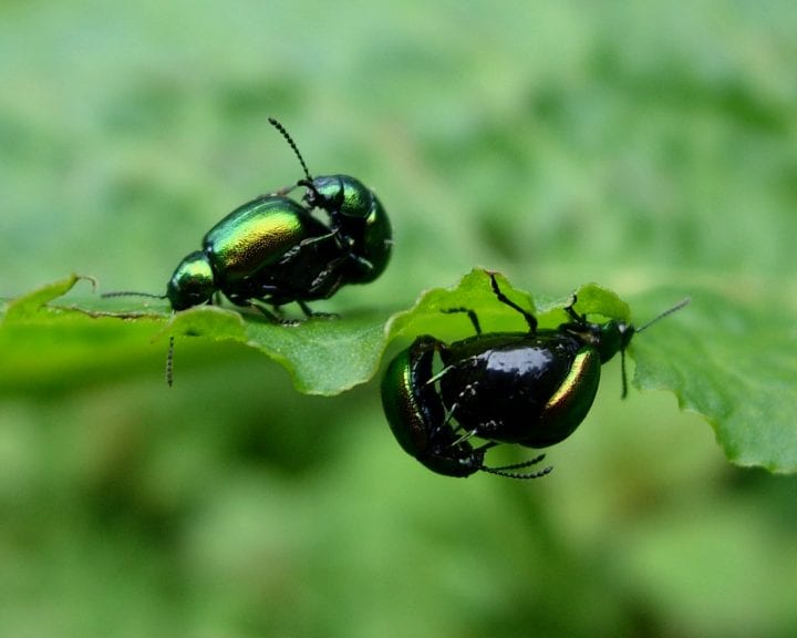 four green leaf beetles, two above and two below a leaf