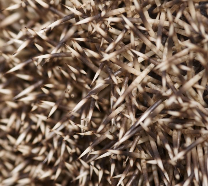 an extremely detailed close up of an West European Hedgehog