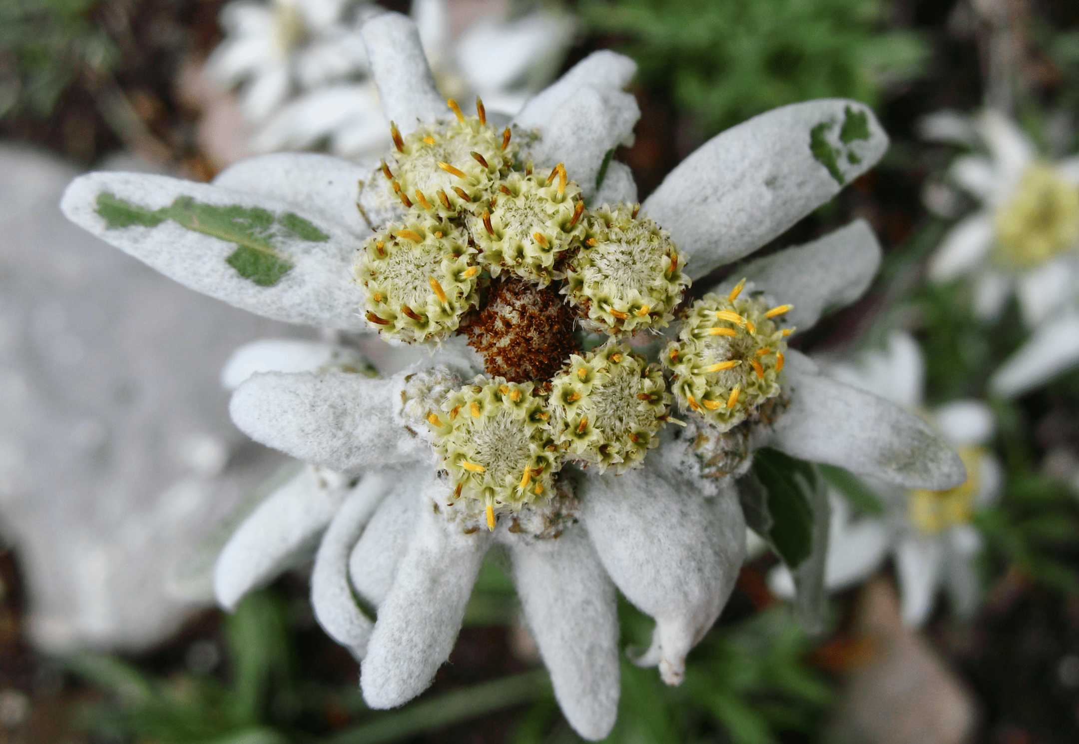 close up photograph of white flower with green leaves