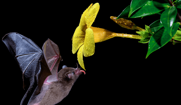 brown bat with black wings licks yellow flower at night