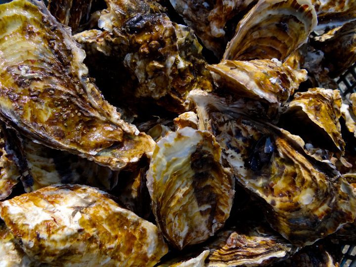a macro image of a group of oyster brown, white, and black oyster shells