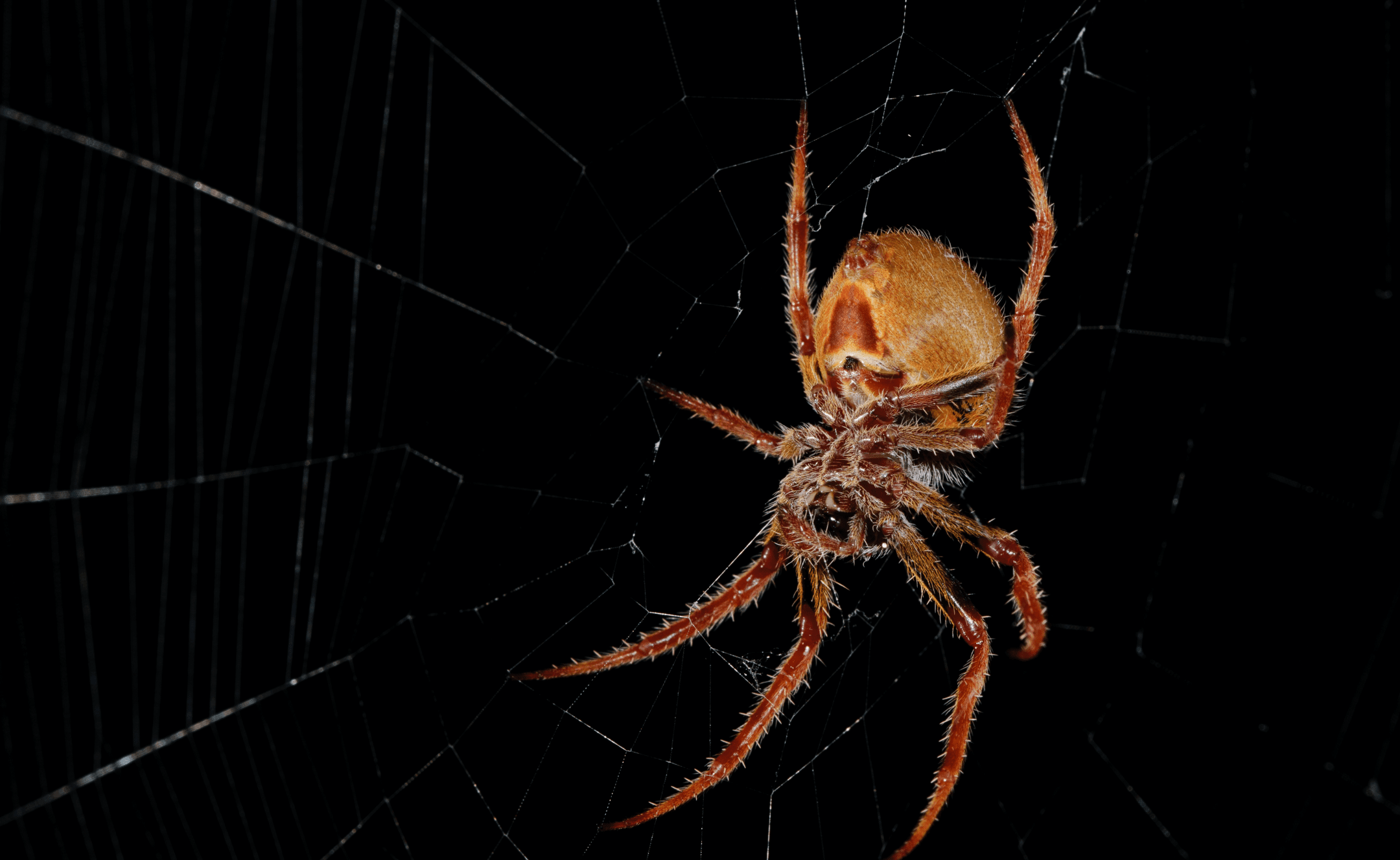 red and brown spider on spider web