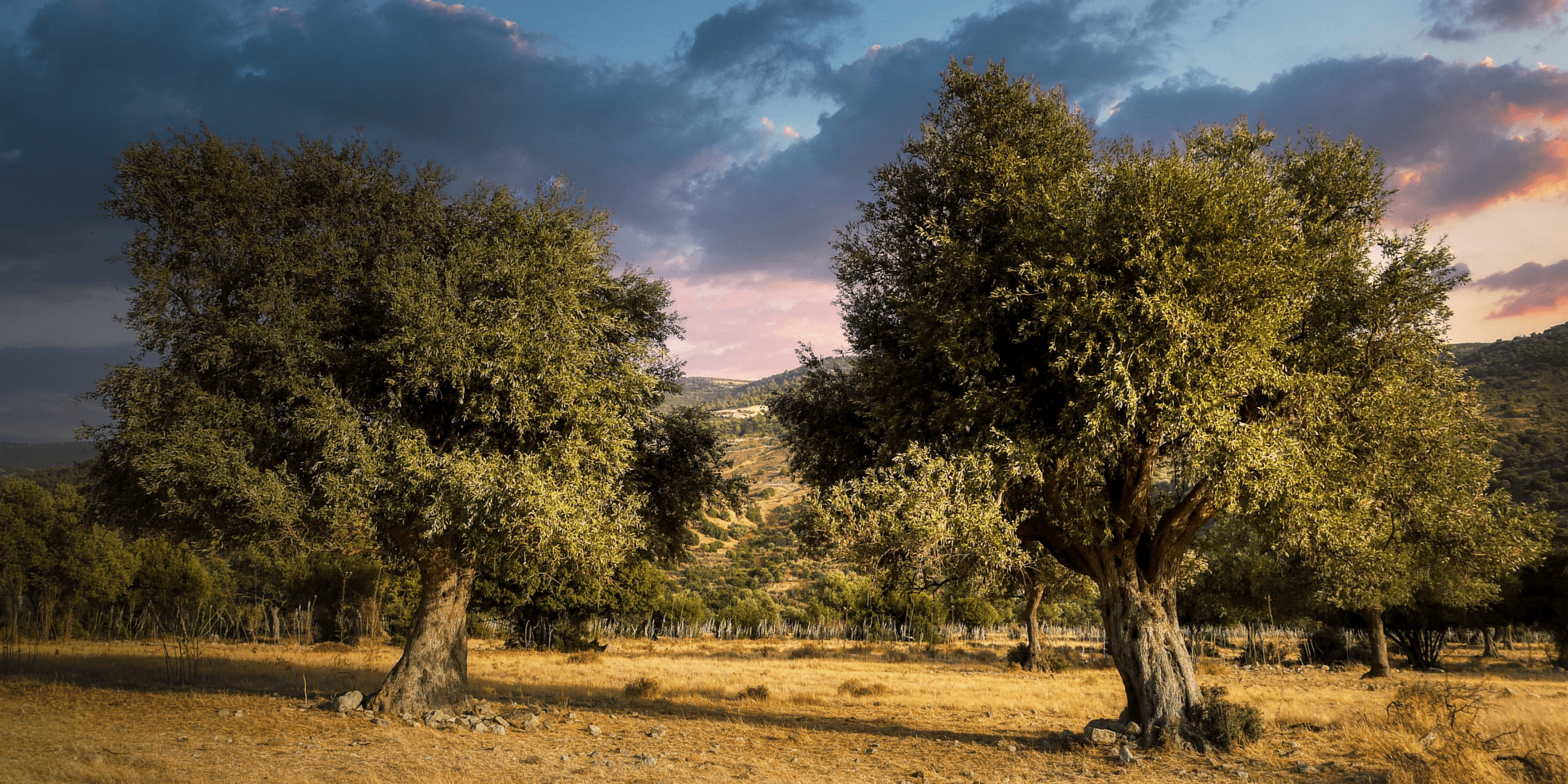 olive trees in a field in front of pink and blue sky