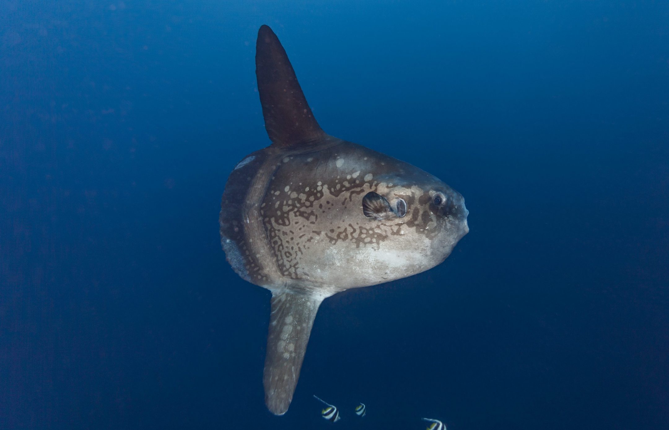 Tissue Provides Neutral Buoyancy — Biological Strategy — AskNature