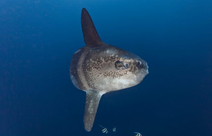an ocean sunfish mola mola swims in the waters of bali