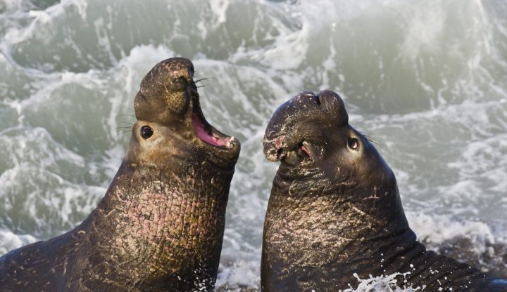 two northern elephant seals with prominent noses bark near the ocean in california