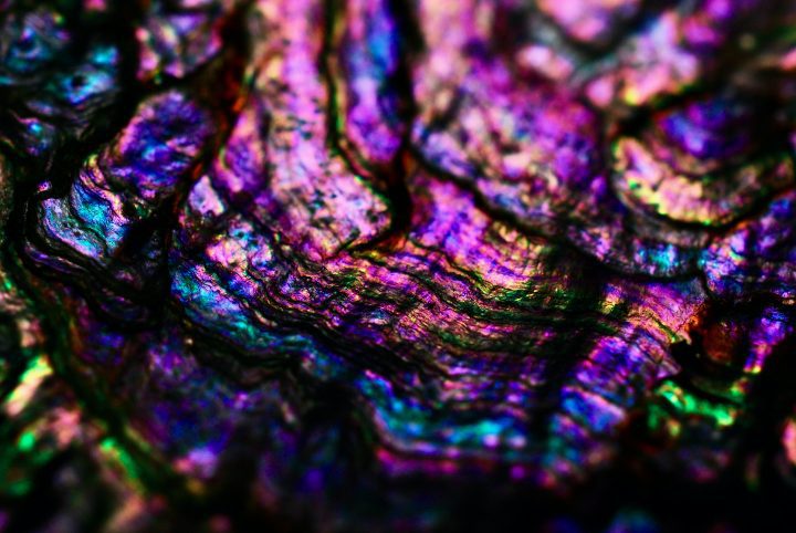 close up photograph of purple, blue, pink and green shell