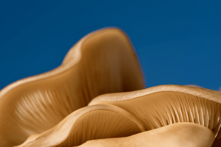 macro photo of tan mushrooms against a blue background