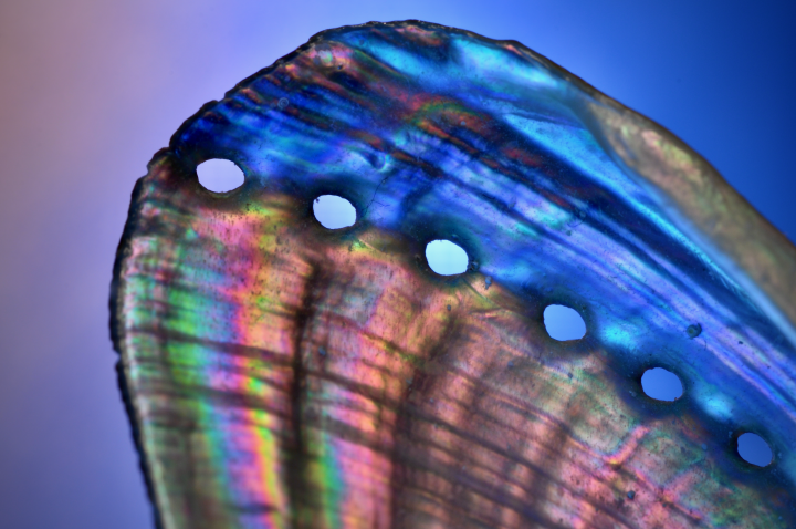 close up photography of seashell