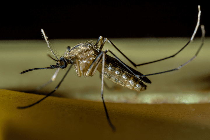 brown and black mosquito on yellow surface