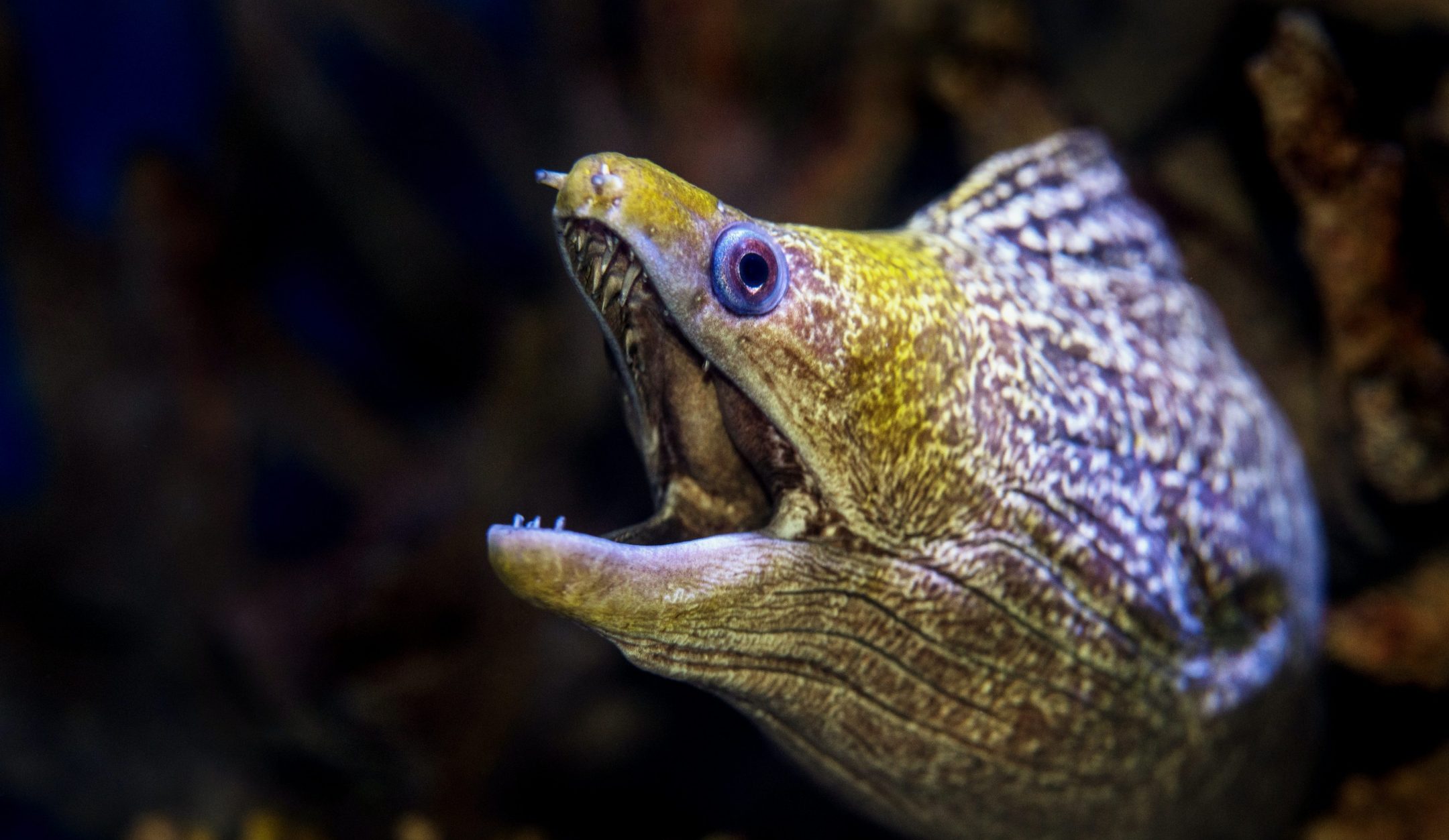 the head of a yellow and brown moray eel with a wide open mouth and blue eyes