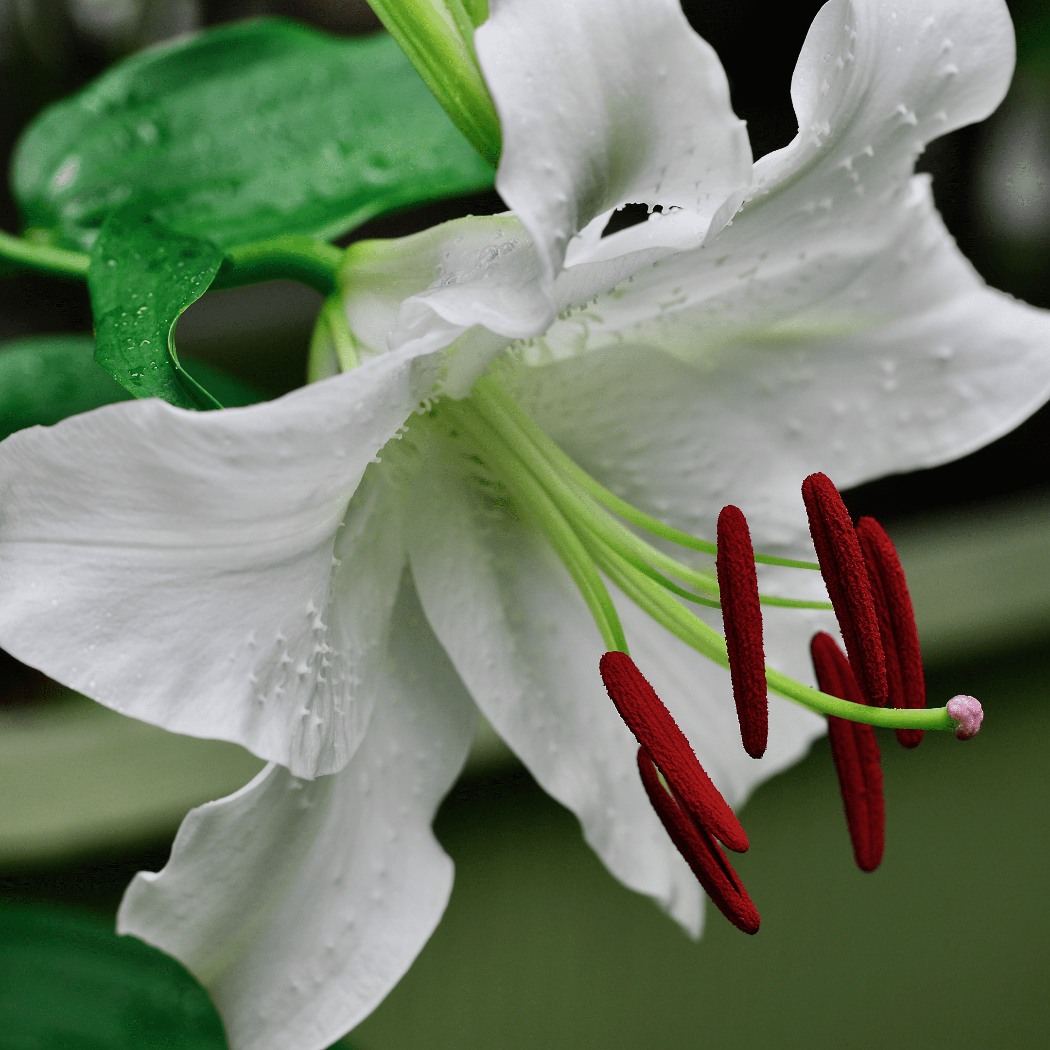 close up hotograph of white flower with red stamen and green leaves