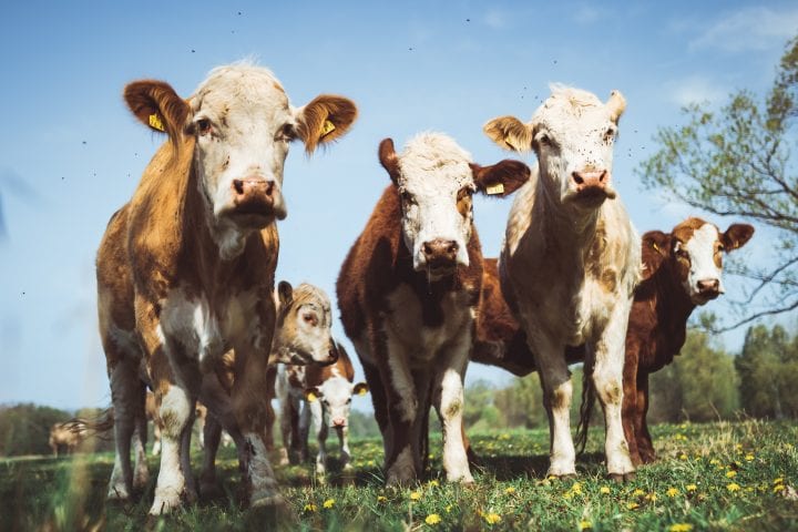 six brown and white cows stand in a green field in Germany