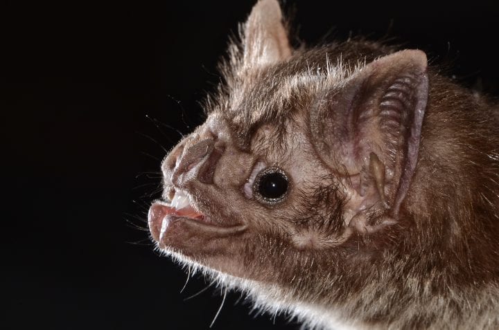 macro image of the head of a brown vampire bat which has small hairs, a snout-like nose, small ears, and is facing left against a black background, two small pointed front teeth are visible