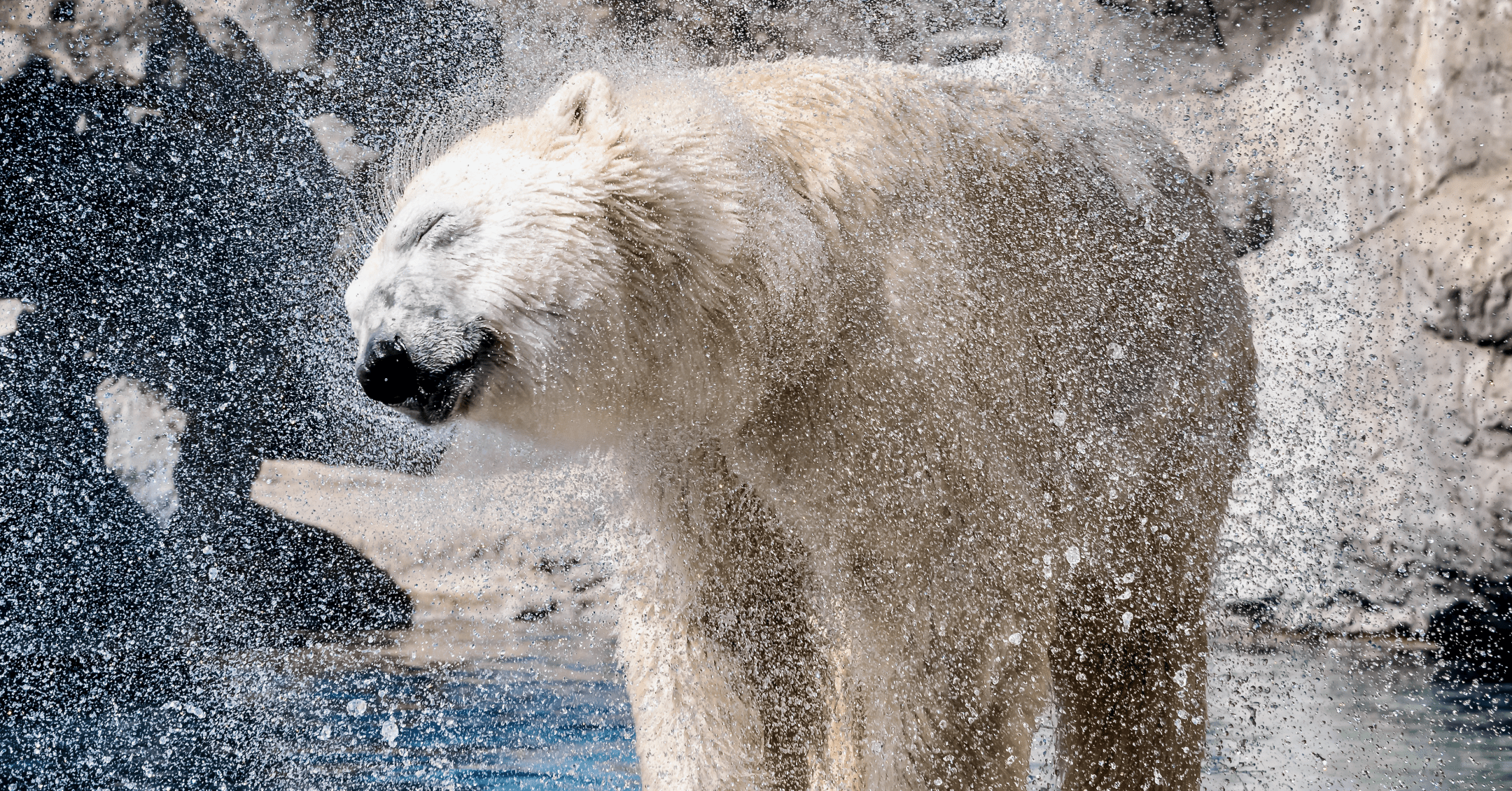 white polar bear standing on brown rock shaking off water