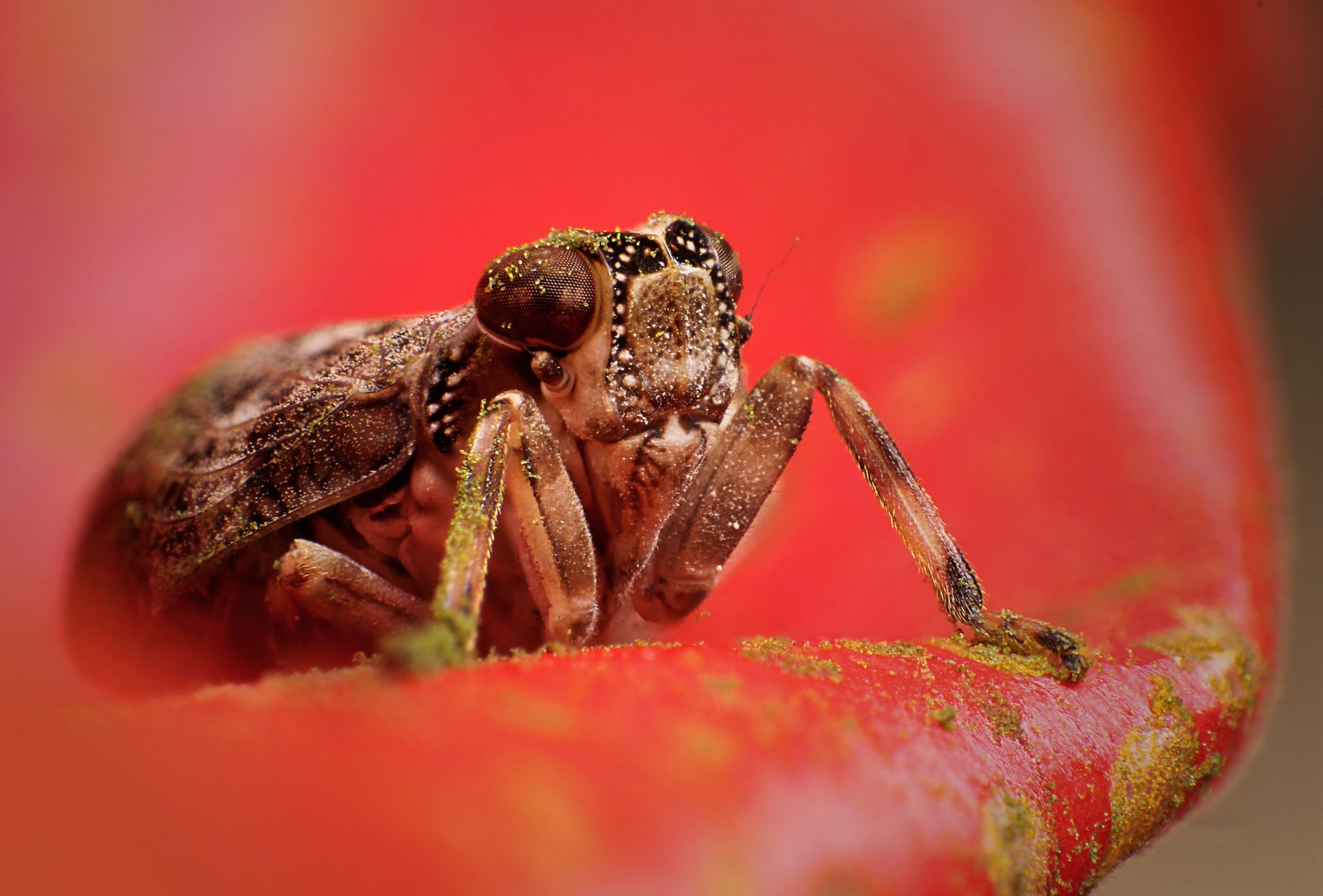 a brown insect with large eyes sits in a red object with yellow pollen stuck to its body with a blurry background