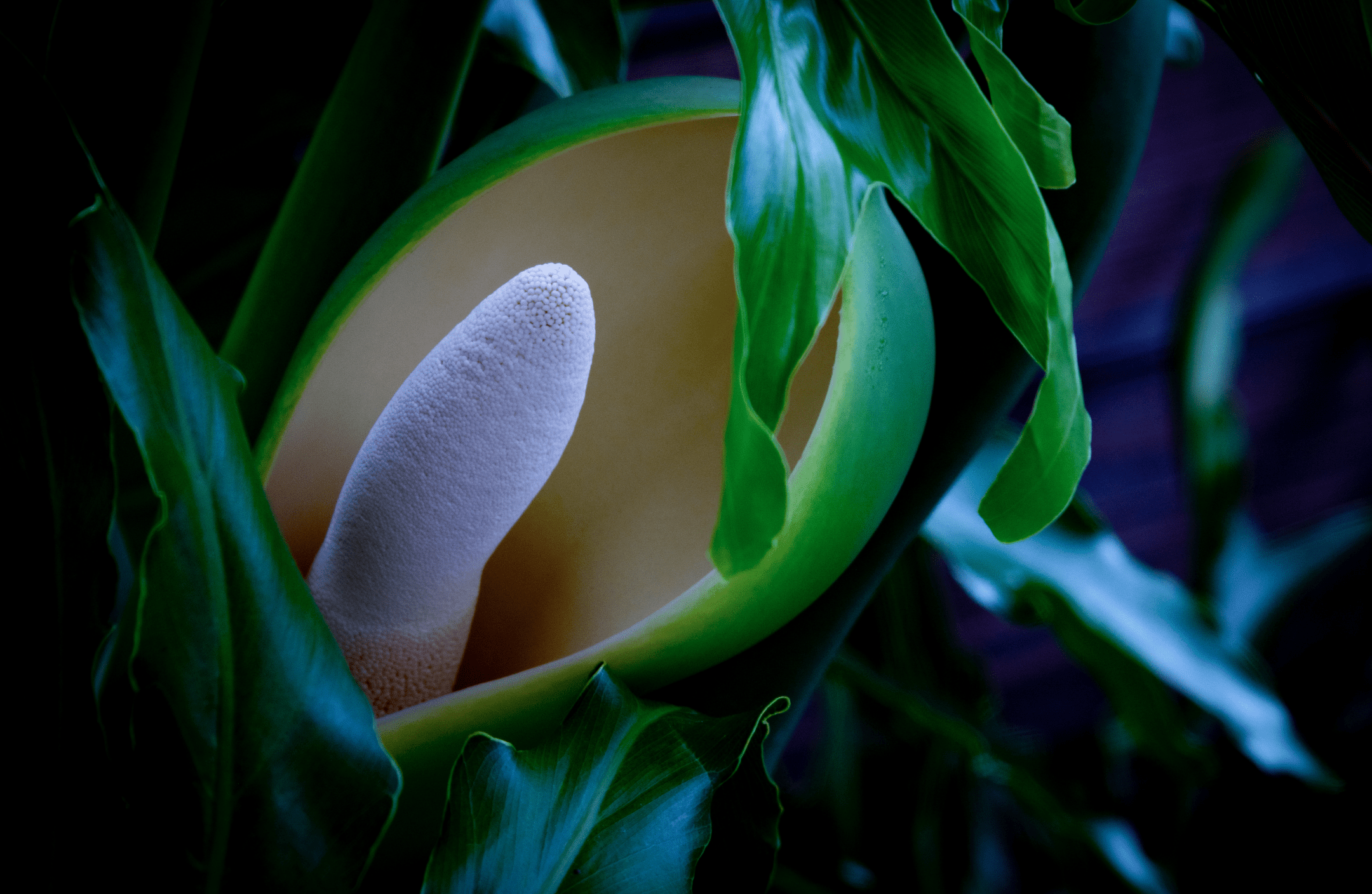 madagascar succulent plant Madagascar Palm | Indoor Outdoor Succulent Plant main image 1