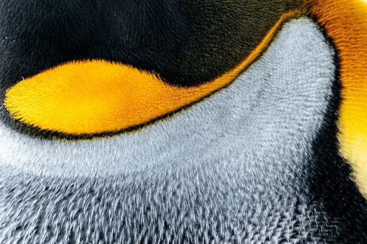 close up photo of gray, black, white and bright orange feathers of a penguin