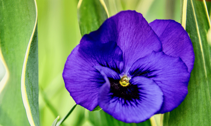 close up photograph of purple flower with green leaves