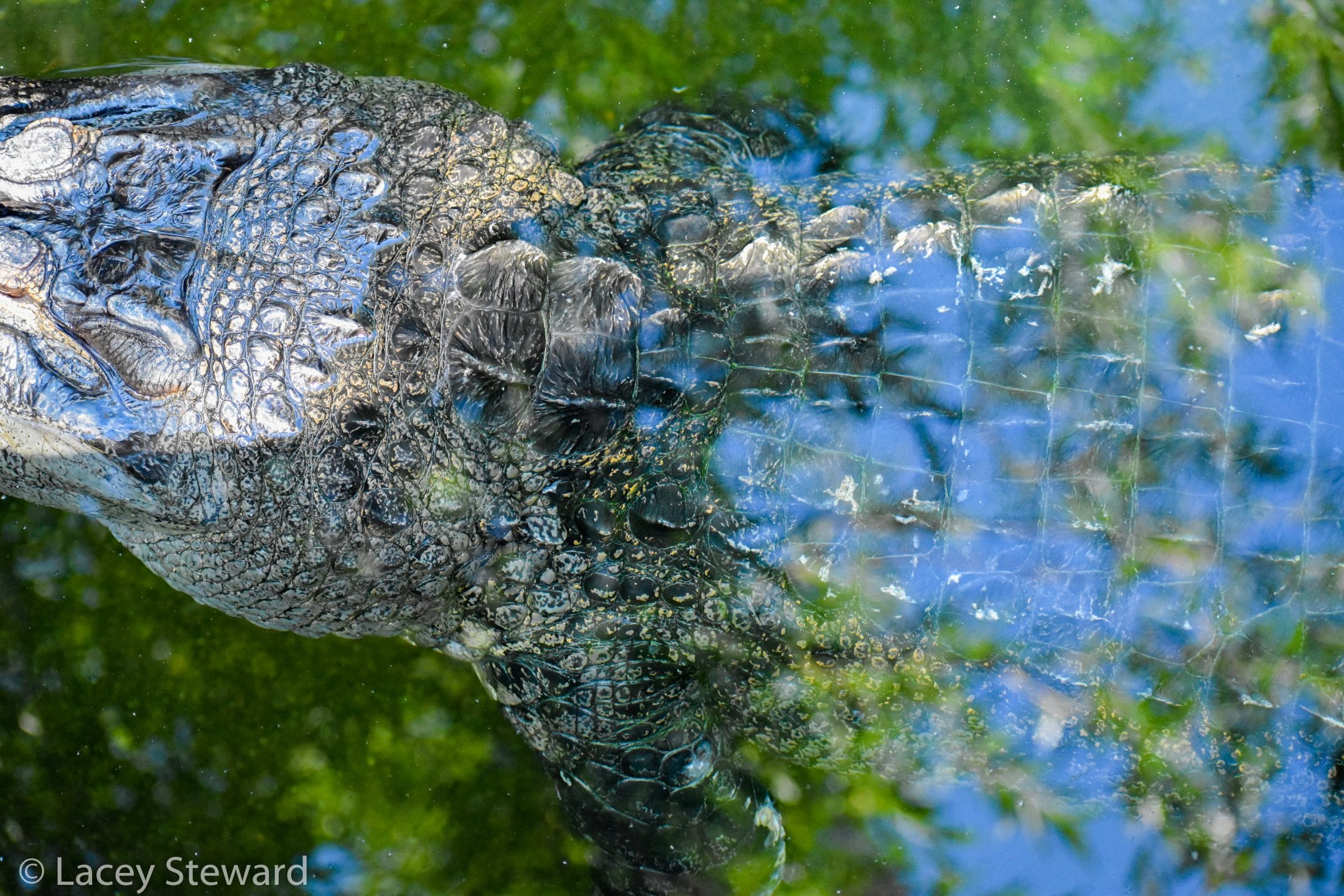 a close up above view of an american alligator