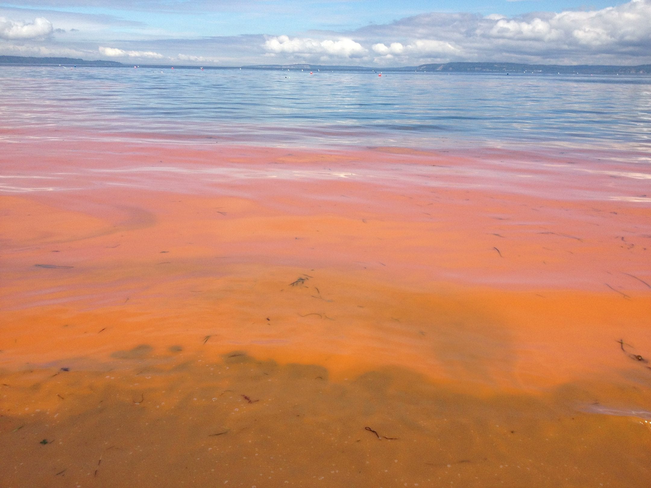 Toxic Blooms Aid Predation — Biological Strategy — AskNature