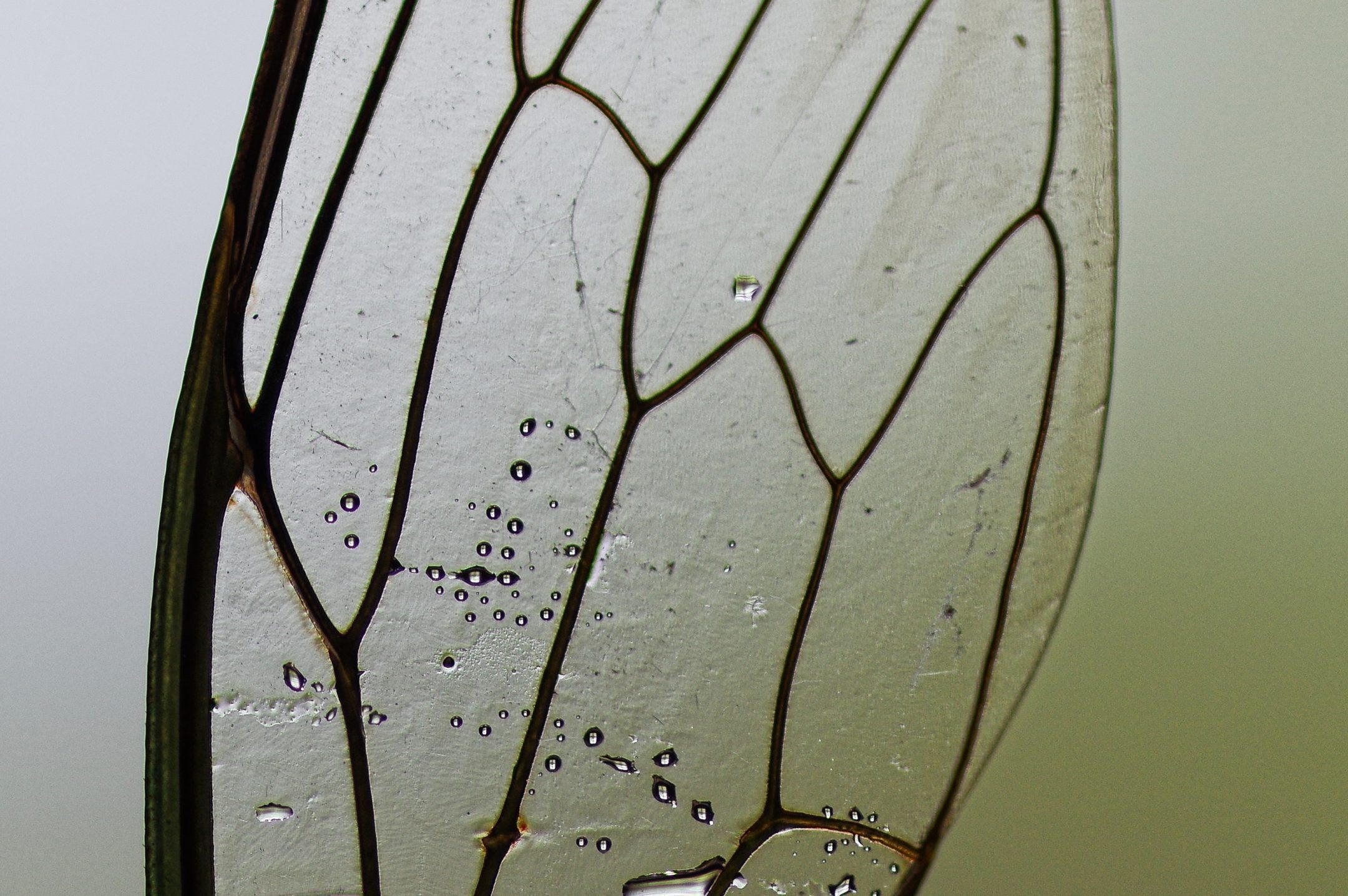 macro image of the middle section of a transparent cicada wing with small water droplets